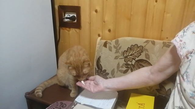Рыжик ест сыр