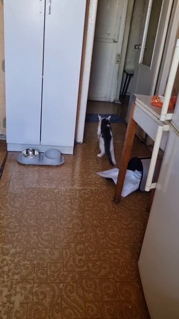 Кот после наркоза