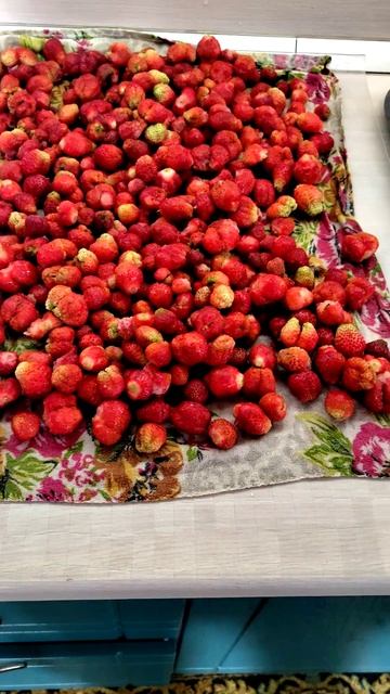 Ягодная пора на ферме началась!🍓🍇 #МоеПодворье #деревнярулит #Россия