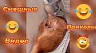 Самые смешные видео приколы