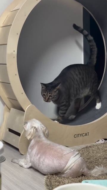 Толстый,начинай бегать!😍🐈🐶