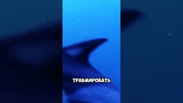 Сардины.mp4