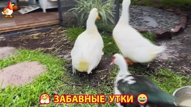 Забавные утки мускусные и пекинские на свободном выгуле ч.(98) ❣️🤗😂