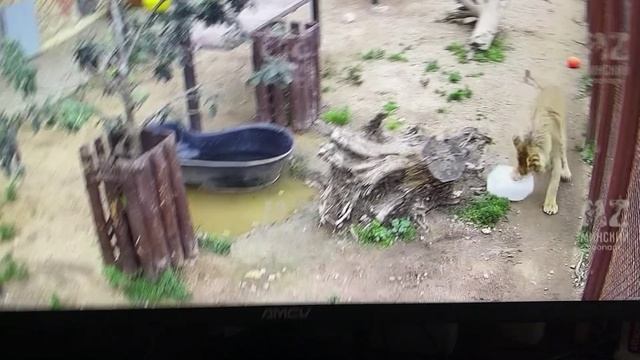 Новая канистра для игр