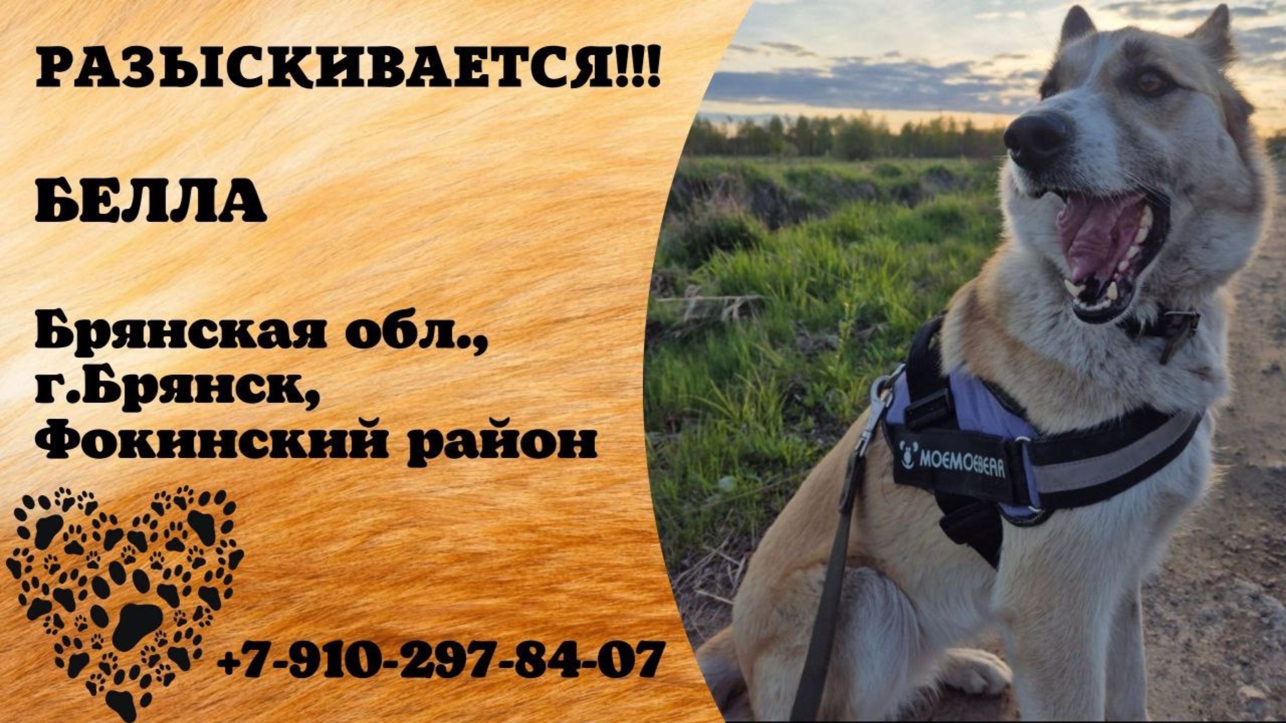 Пропала собака! БЕЛЛА. Брянская обл., г.Брянск.