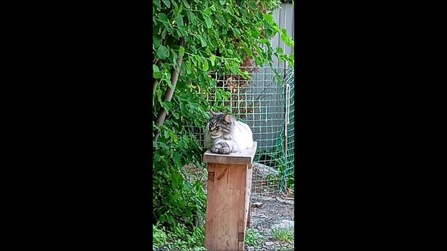 Кот. Кос