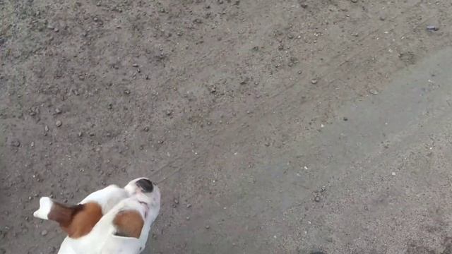 Бульдог - бросалась на машины.