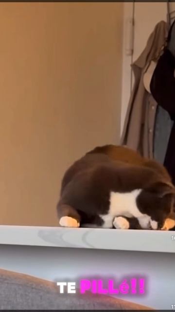 Кот и смешная озвучка 😄