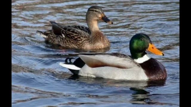 Лесные птицы 🐦