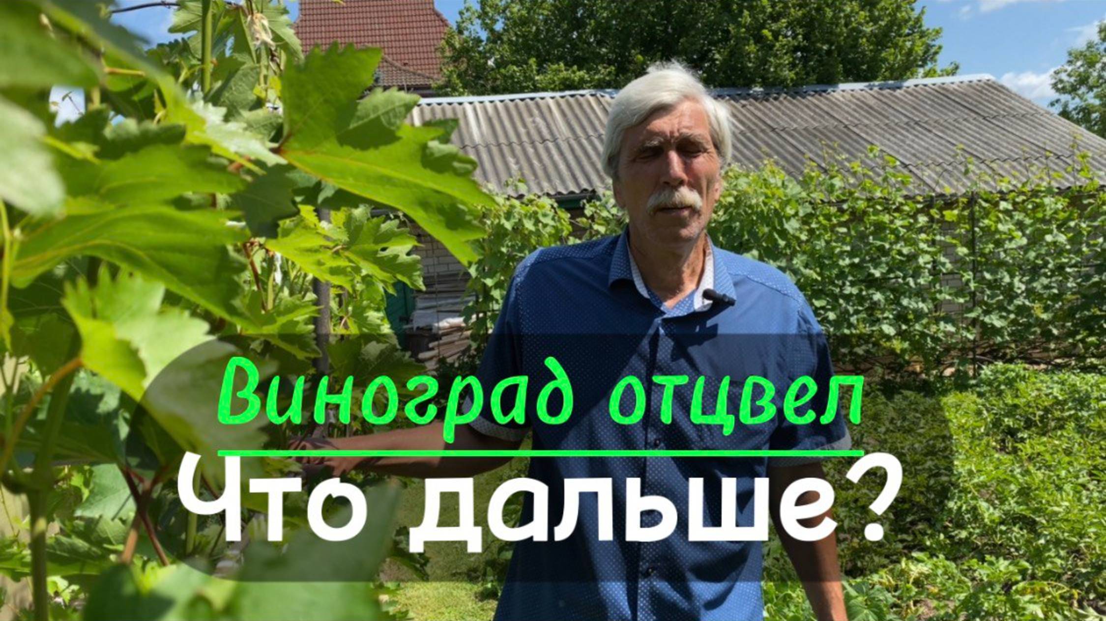 Виноград в июле: что делать после цветения для суперурожая?