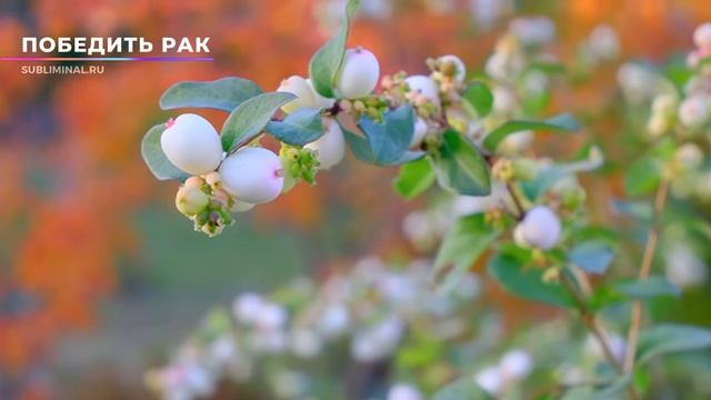 Исцелиться от рака. Уменьшить боль. Скрытые аффирмации. Саблиминал