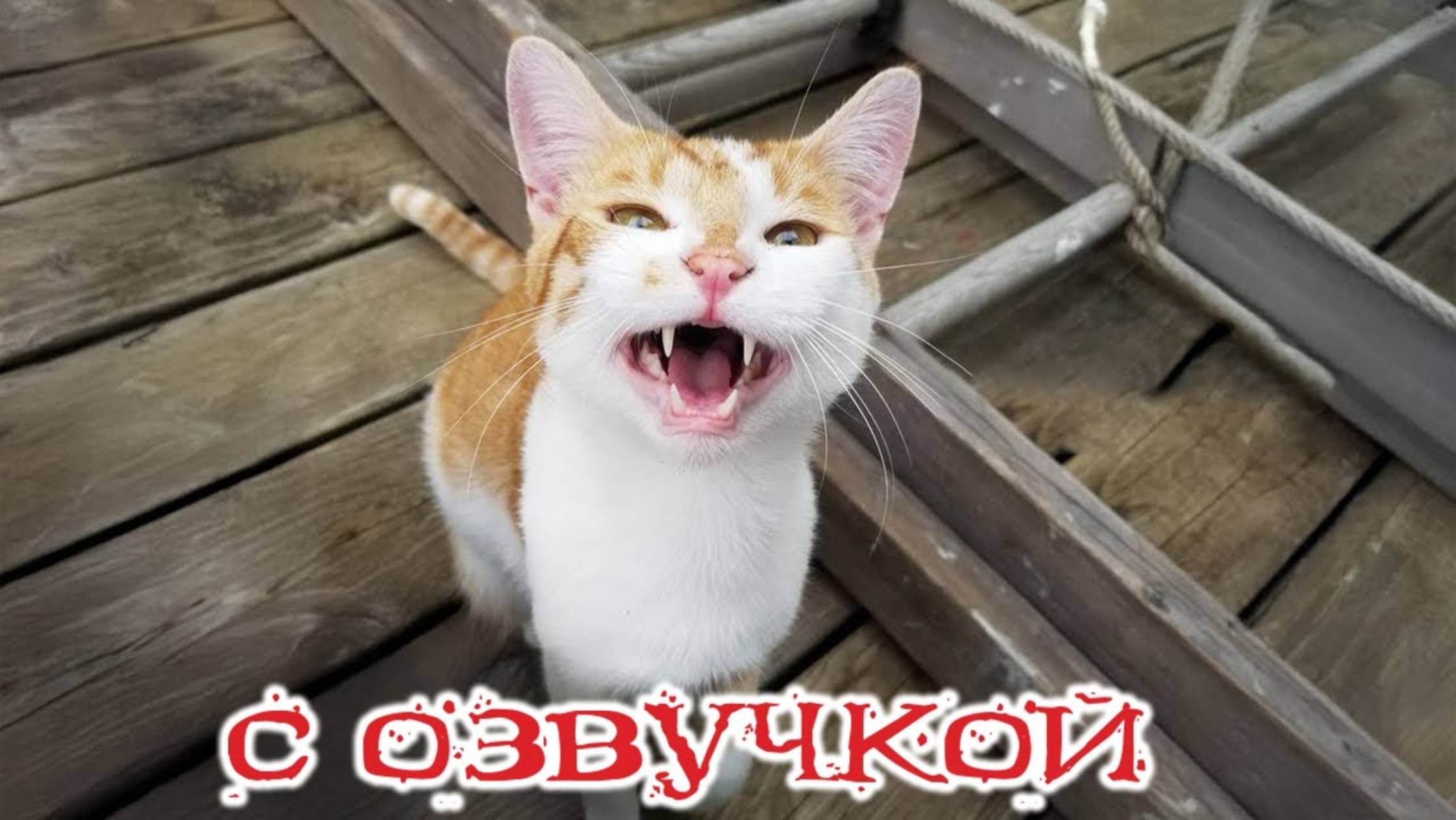 Приколы с котами!   С ОЗВУЧКОЙ! Смешные коты! Самые смешные животные! Смех и ржака!