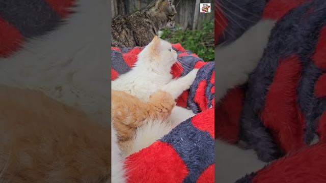 Прогулка 🌞🏡🐶❤️😻🍼🐈🐈🐈🐈🐈