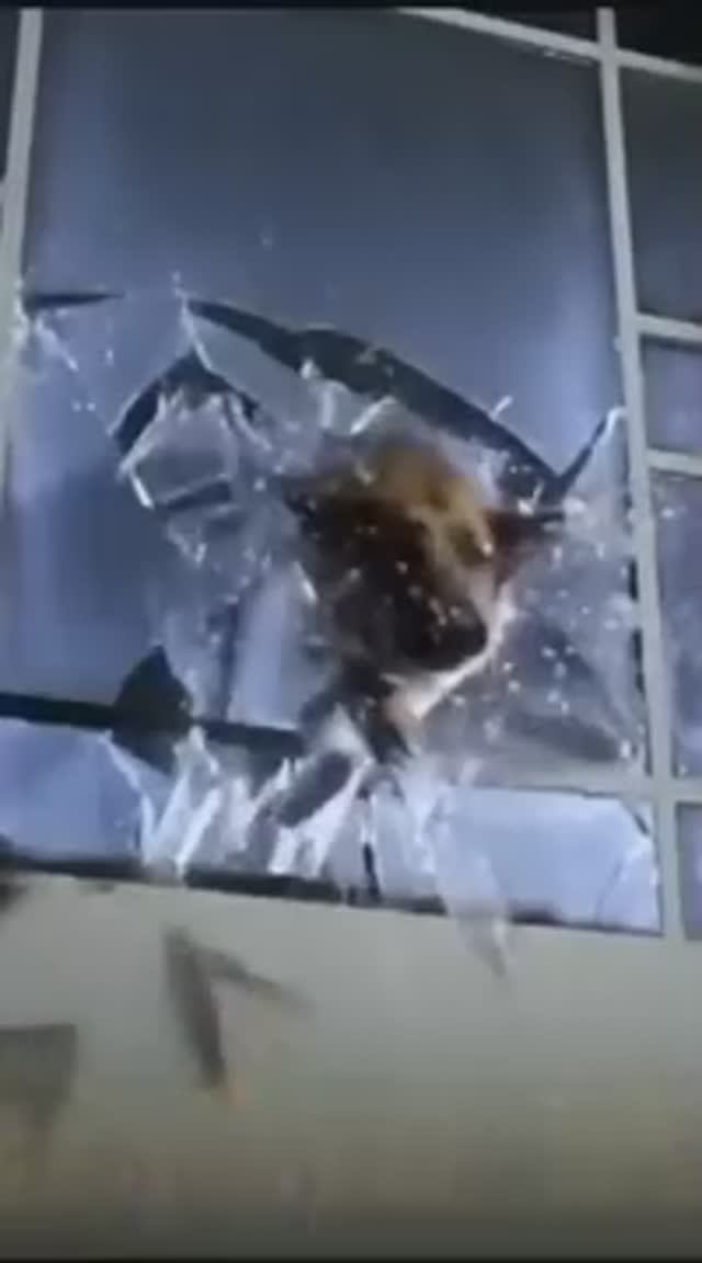 Комиссар Рекс