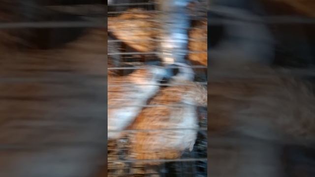 Бункерные кормушки для перепелов своими руками за 10 минут. Это просто.
