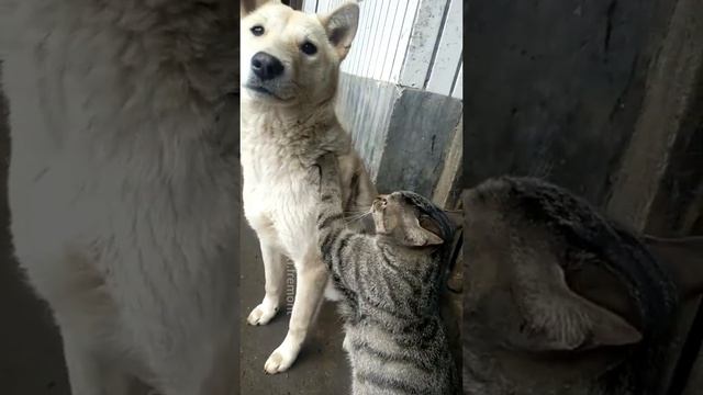 кошки и собаки умеют дружить