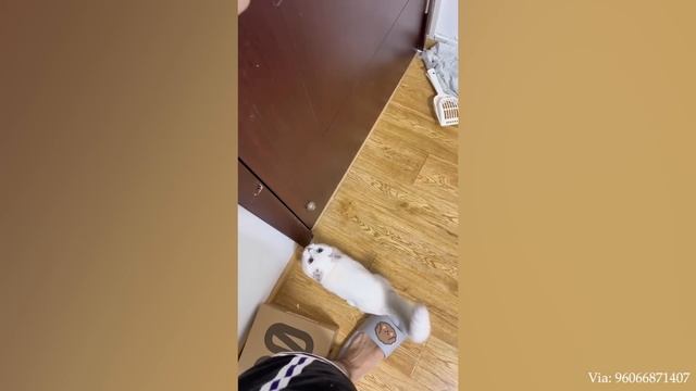 Лучшее Видео Со Смешными Животными За Неделю