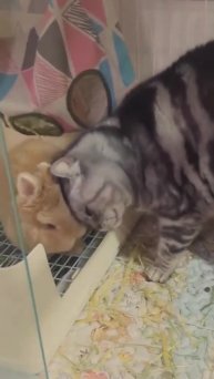 Подпишись 👉 https://vk.com/ykrasheniy_iz_kamny