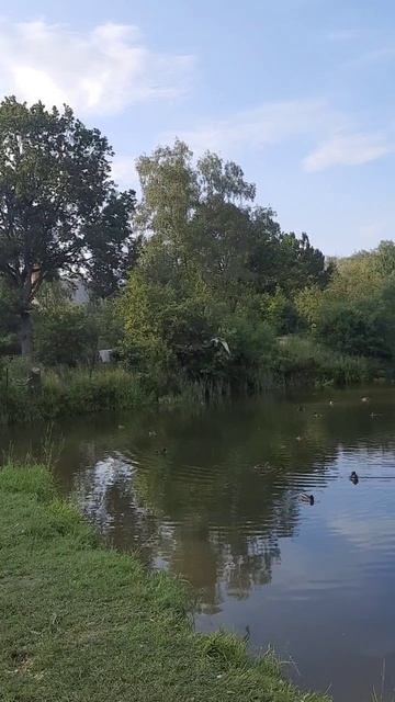 Чайка на 
Рыбной Ловли
