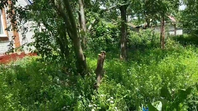 250627 Опиливание деревьев Бетонирование яблони Черешня Вишни Теплица Капелька помидор грядки огород
