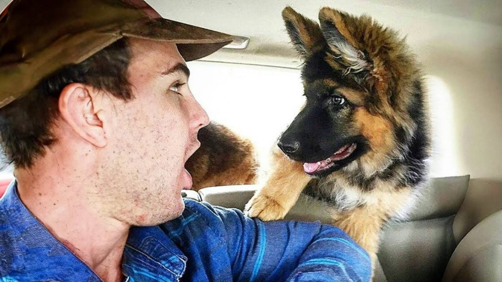 Когда ваша собака больше похожа на ваших детей, чем на питомца 😄 Смешное видео про собак и людей