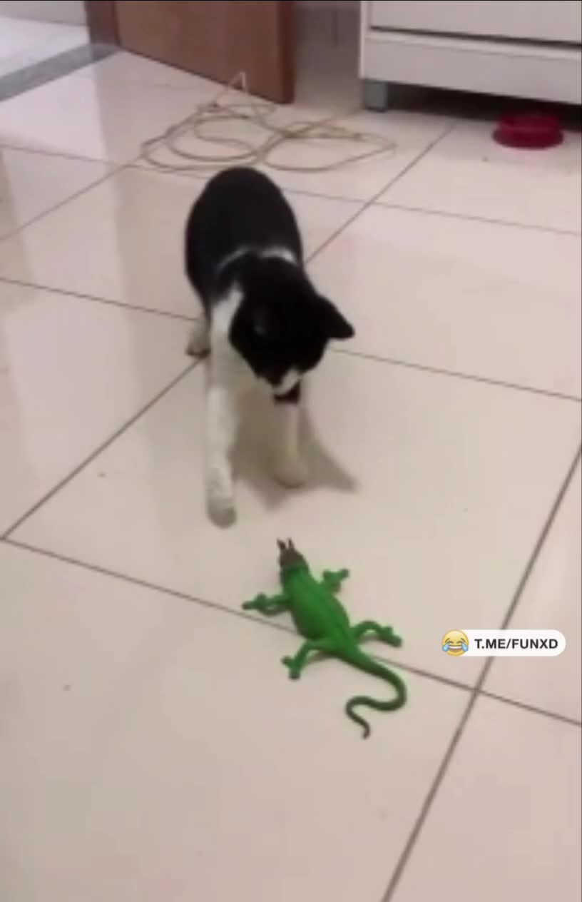 Что ты такое?😆