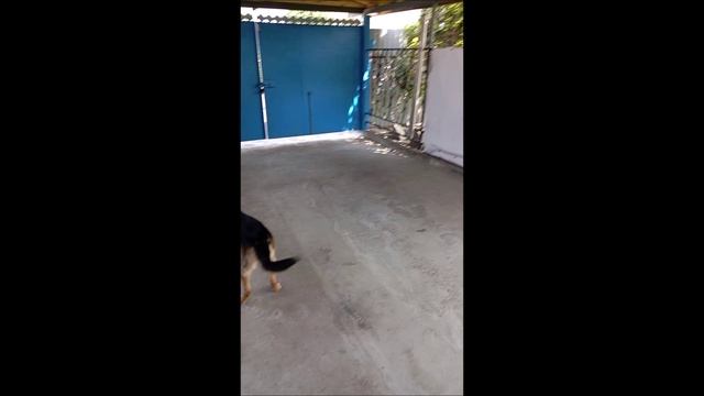 Собака. Том
