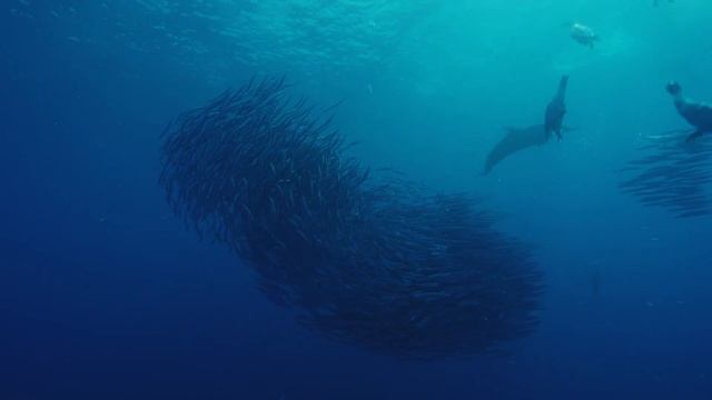 Islands of Life 01