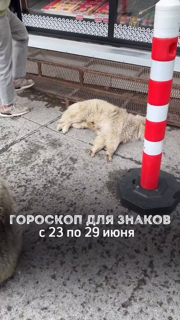 🌙ГОРОСКОП С 23 ПО 29 ИЮНЯ ДЛЯ ЗНАКОВ ЗОДИАКА️🌙