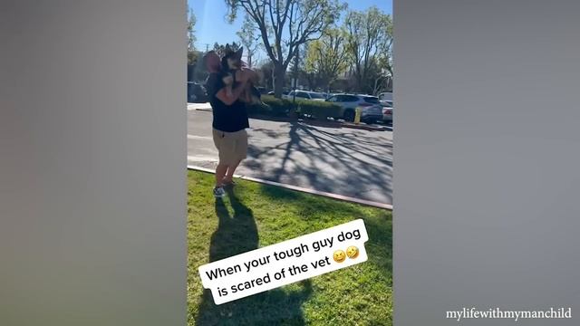 Когда собаки понимают что их ведут к ветеринару - Самая забавная реакция