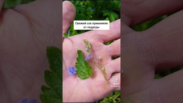 Вернока дубравная
