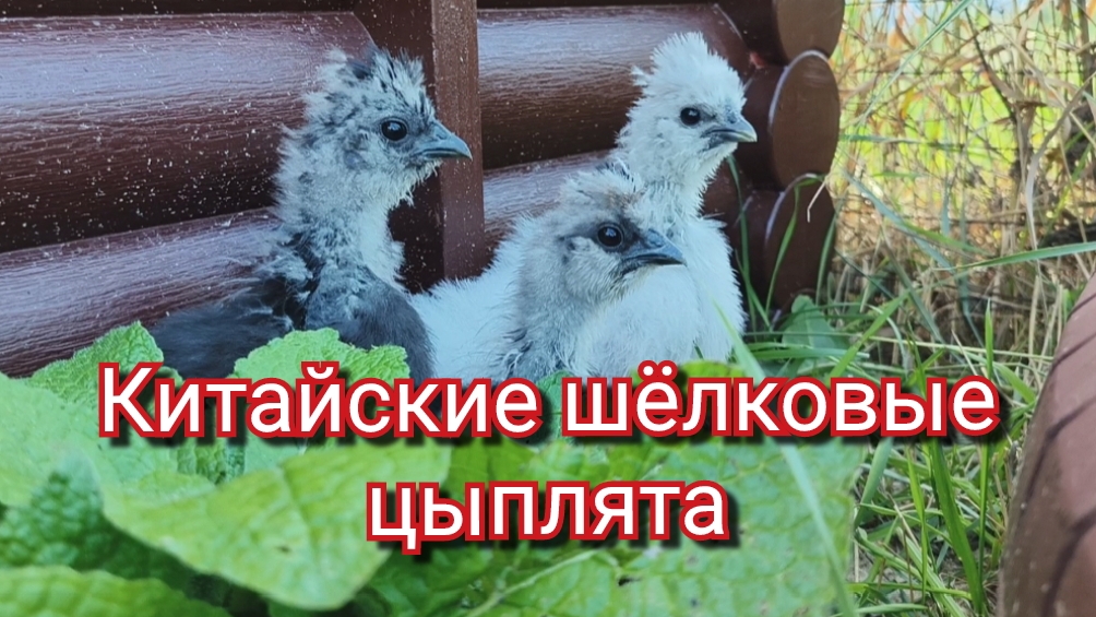 Китайские шёлковые цыплята, куры.