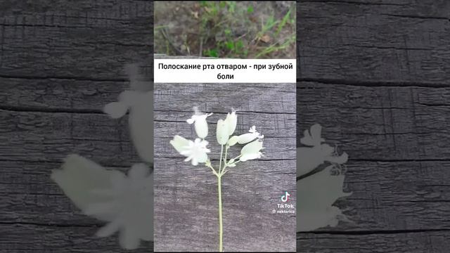 Смолевка обыкновенная