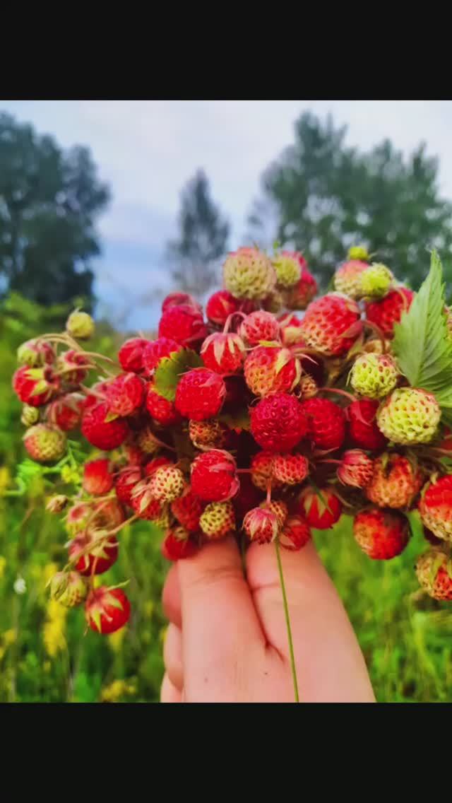 ягодка к ягодке. земляника в фокусе