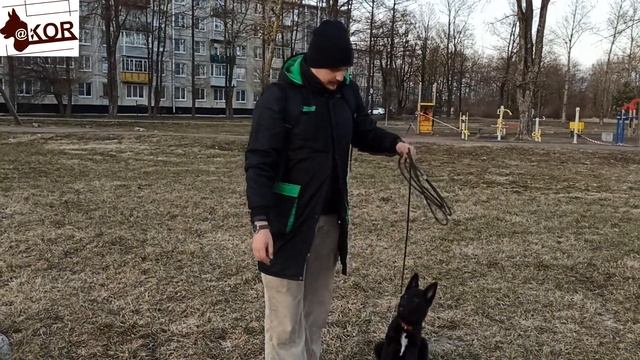 Базовые команды  Сидеть!!!Лежать!!!Стоять!!! Фиксация собаки на месте!!!