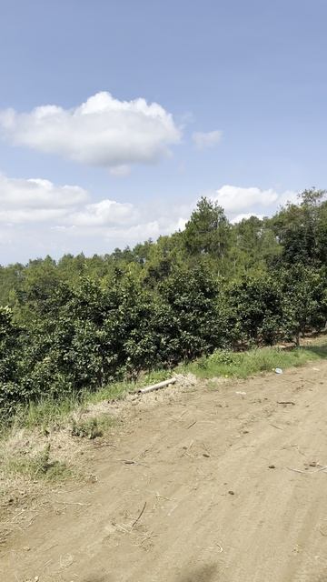 Апельсиновый сад рядом с г. Бату на о. Ява