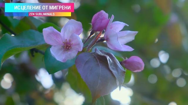 Исцеление от мигрени, ВСД, панических атак. Избавление от головной боли (RELAX version)