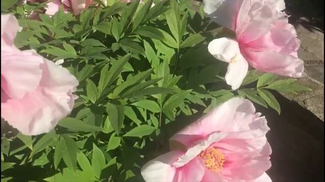 Быстрый шмель и пионы (1)