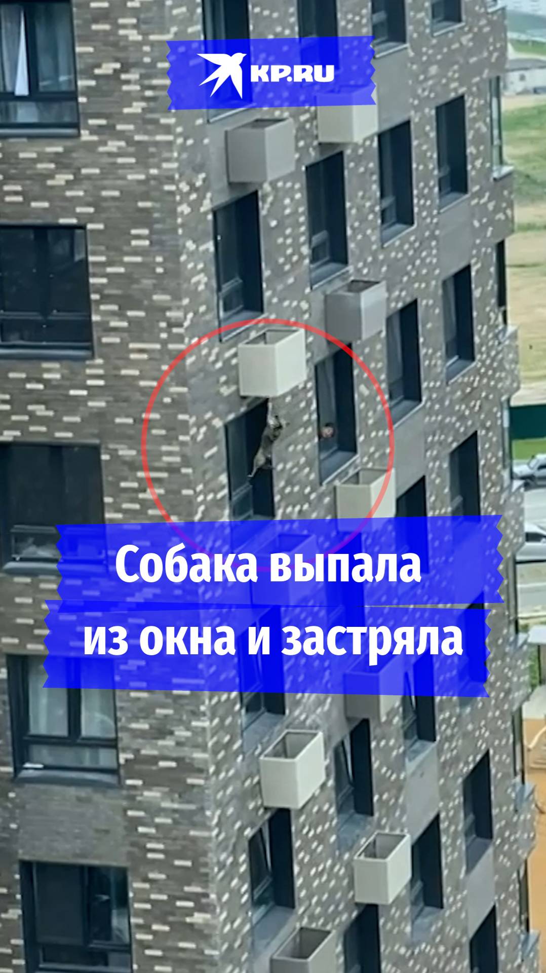 Сотрудники МЧС спасли собаку, застрявшую в кондиционере
