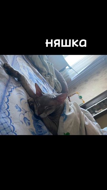 ролик для Беатрис ( кошки]