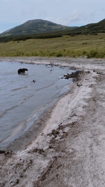 Мы знаем, где найти медведей на Камчатке #shorts
