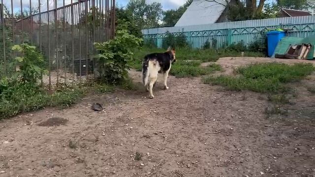 Сури