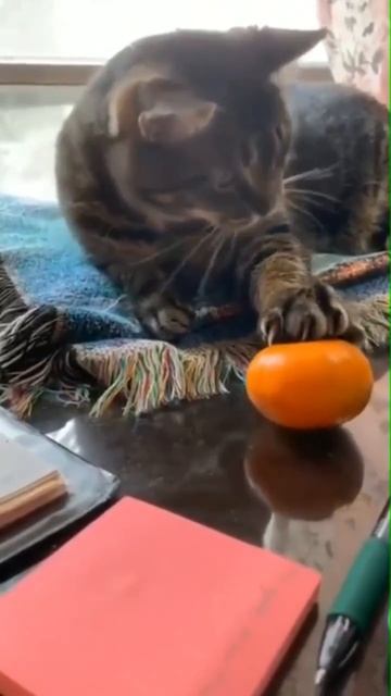 Реакция котика на мандарин 🐈😉❤️🍊