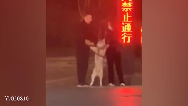 Когда собака и хозяин становятся комедийным дуэтом САМАЯ смешная собака и человек