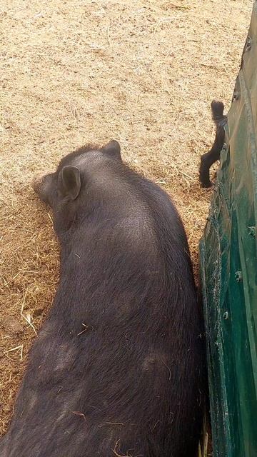 🐷🐐