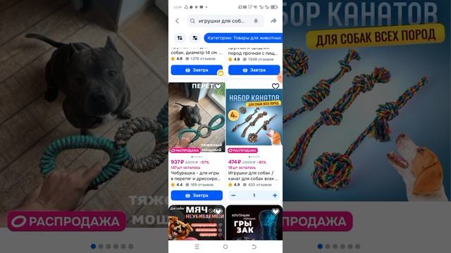 собака