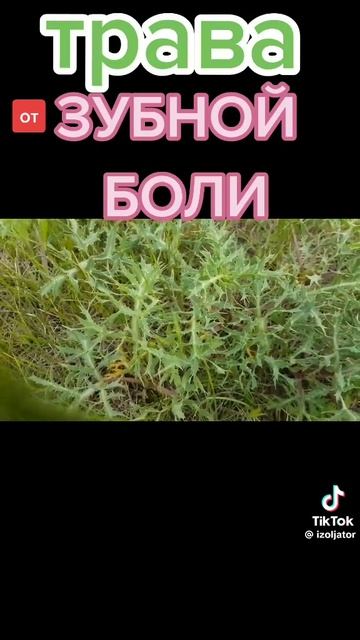 Зубная колючка