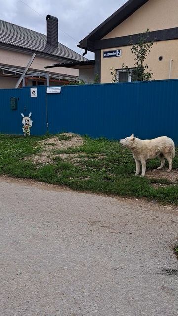 Собачий хор