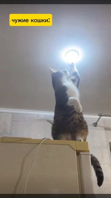 Кошки сына маминой подруги!)