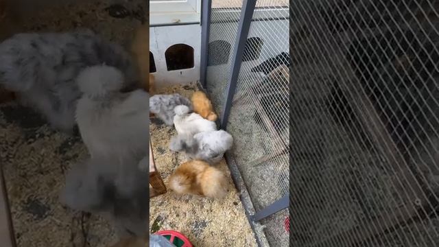 WhatsApp Video 2025-06-27 at 12.19.38